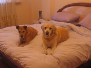 Although they never cuddled up together, they loved being close - especially on our bed.